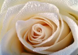 Фотообои Белая роза с росой