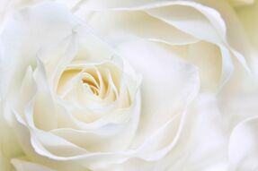 Фотообои Нежность розы